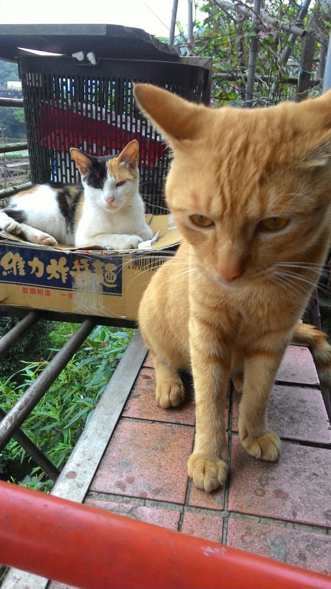 台湾の猫村のホウトンの猫の写真