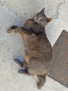 トラバデーロ村の猫の写真