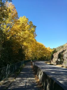 黄色く色づく樹木の巡礼路の写真