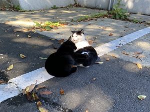 黒猫とハチワレの軽めの喧嘩の写真