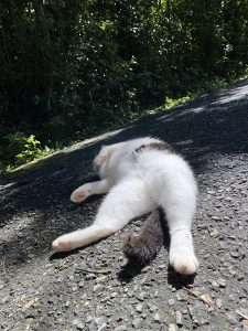爆睡の猫の写真