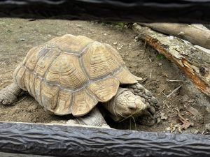 かねみ動物園の亀の写真