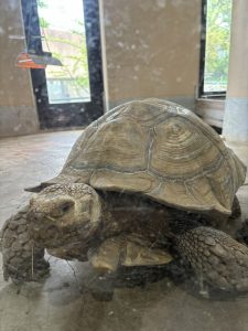 かねみ動物園の亀の写真