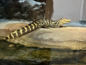 かねみ動物園のワニの写真