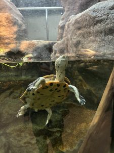 かねみ動物園のすっぽんの写真