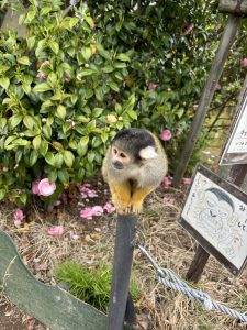 かねみ動物園のリスザルの写真