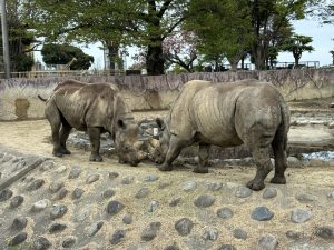 かねみ動物園のサイの写真