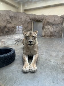 かねみ動物園のライオンの写真