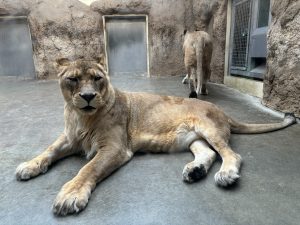 かねみ動物園のライオンの写真