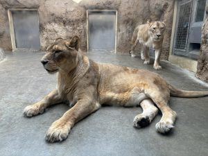 かねみ動物園のライオンの写真