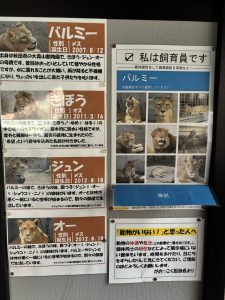 かねみ動物園のライオンの名前当てクイズの写真